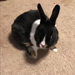 Meet your Posher, Gina